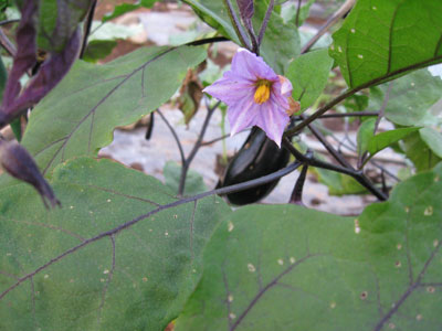 なすの花の写真