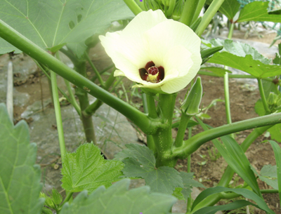 オクラの花写真