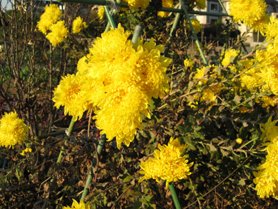 食用菊の花の写真